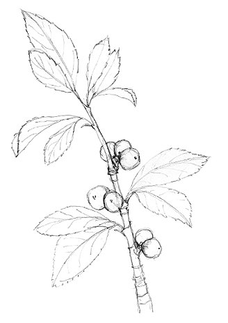 Prunus spinosa Blackthorn / Sloe